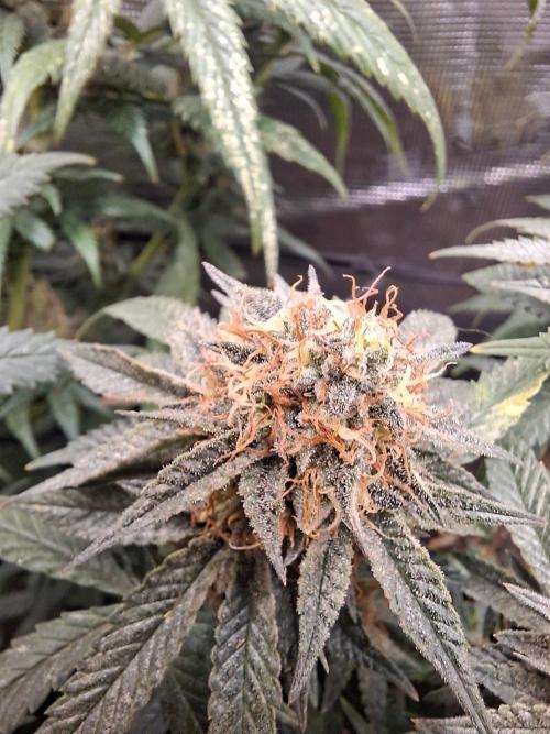 Mimosa and buff. Week 15 - Mimosa orange punch