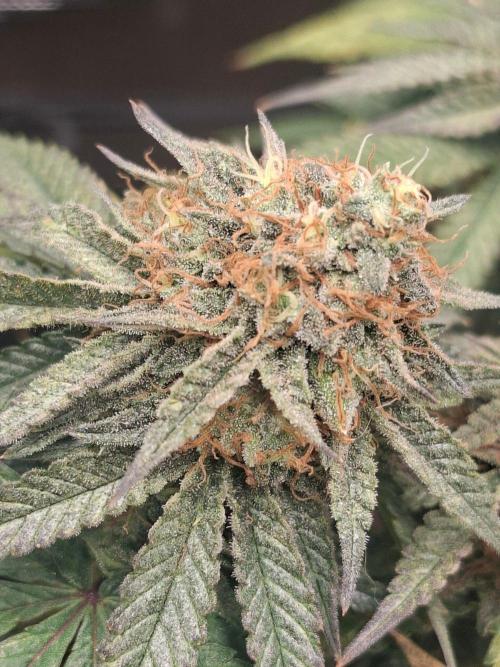 Mimosa and buff. Week 16 - Mimosa op