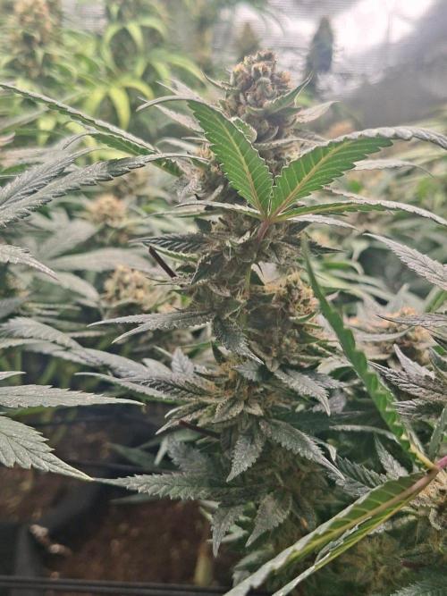 Mimosa and buff. Week 16 - Boof 3 