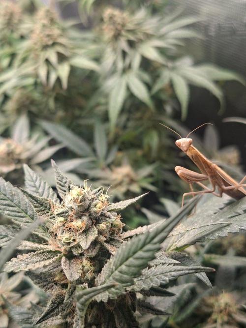 Barney's Farm - Mimosa x Orange Punch door Ekoms
