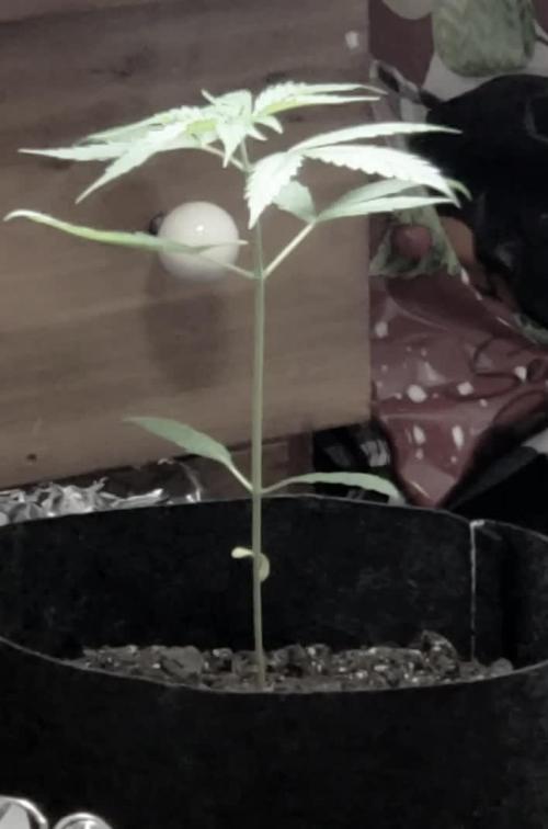 Z Auto by Fast Buds (Budget Grow!)