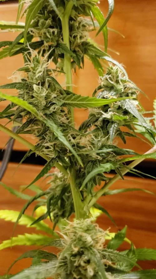 Z Auto by Fast Buds (Budget Grow!)