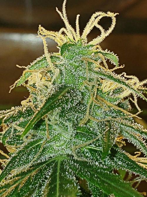 Z Auto by Fast Buds (Budget Grow!). Week 13 - See, too much white in them thar pistils.  