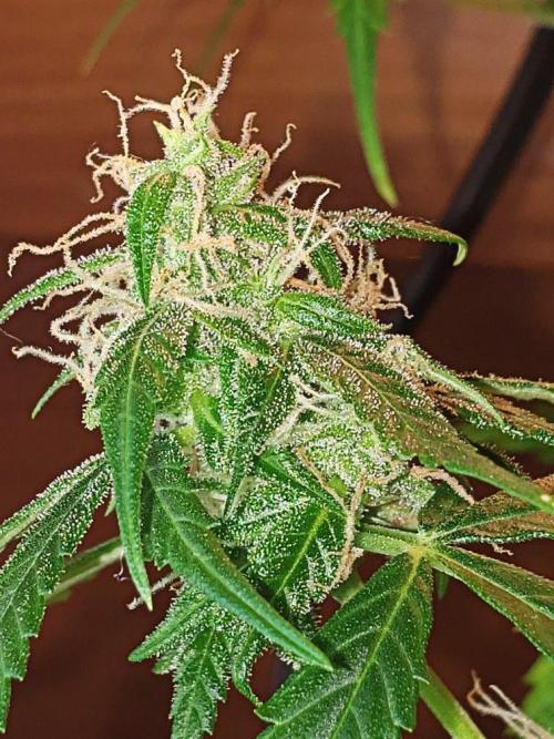 Z Auto by Fast Buds (Budget Grow!). Week 13 - The branch I knocked off.