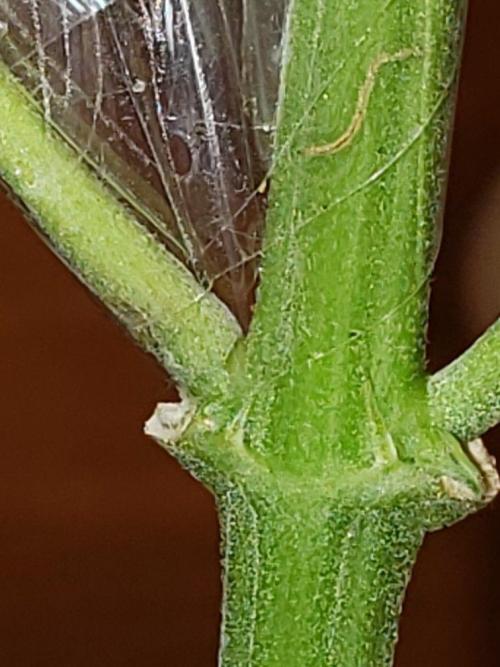 Z Auto by Fast Buds (Budget Grow!). Week 13 - Still can't believe I knocked a branch off!