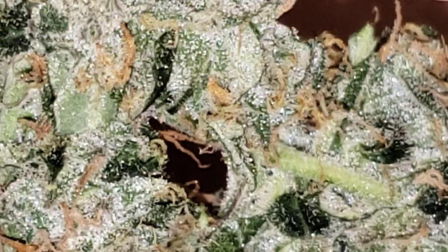 Z Auto by Fast Buds (Budget Grow!)