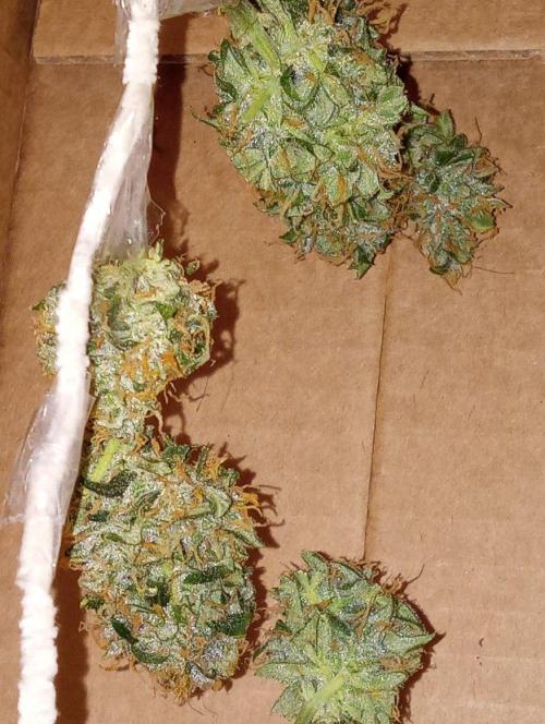 Z Auto by Fast Buds (Budget Grow!). Week 13