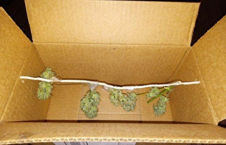 Z Auto by Fast Buds (Budget Grow!). Week 13