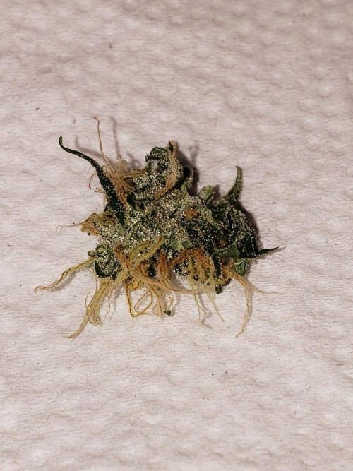 Z Auto by Fast Buds (Budget Grow!). Week 13 - Piece that fell off and landed on my dresser!