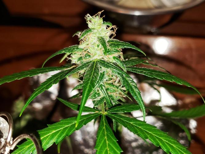 Z Auto by Fast Buds (Budget Grow!). Week 13 - Coming along nicely.