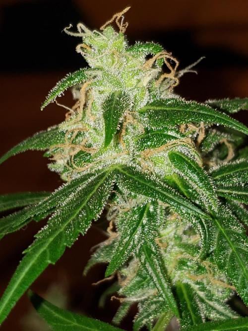 Z Auto by Fast Buds (Budget Grow!). Week 13