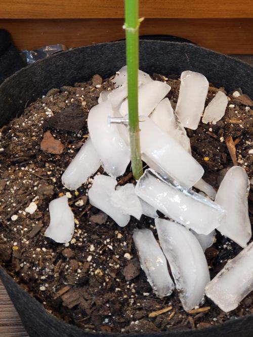 Z Auto by Fast Buds (Budget Grow!). Week 13