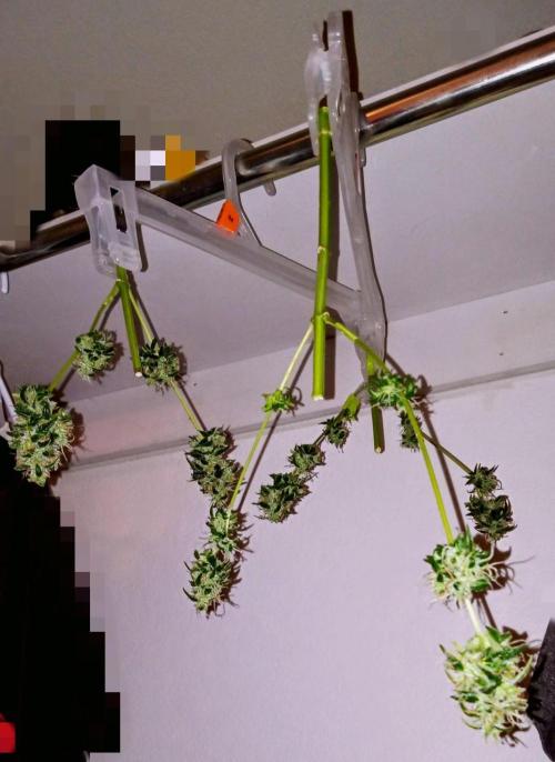 Z Auto by Fast Buds (Budget Grow!). Week 13 - Last branches hung to dry!  Kinda sad.
