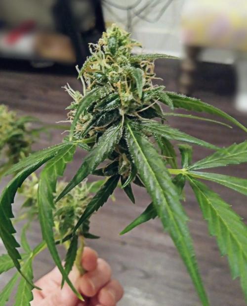 Z Auto by Fast Buds (Budget Grow!). Week 13 - Fat lower bud.