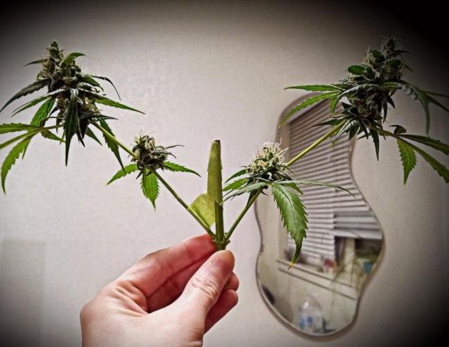 Z Auto by Fast Buds (Budget Grow!). Week 13