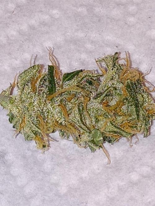 Z Auto by Fast Buds (Budget Grow!). Week 13 - Early small bud about to go in cure jar.