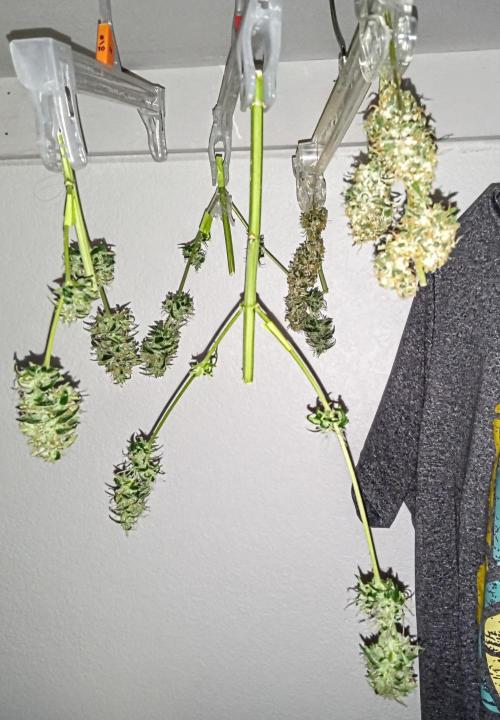 Z Auto by Fast Buds (Budget Grow!). Week 13 - All buds hanging together!