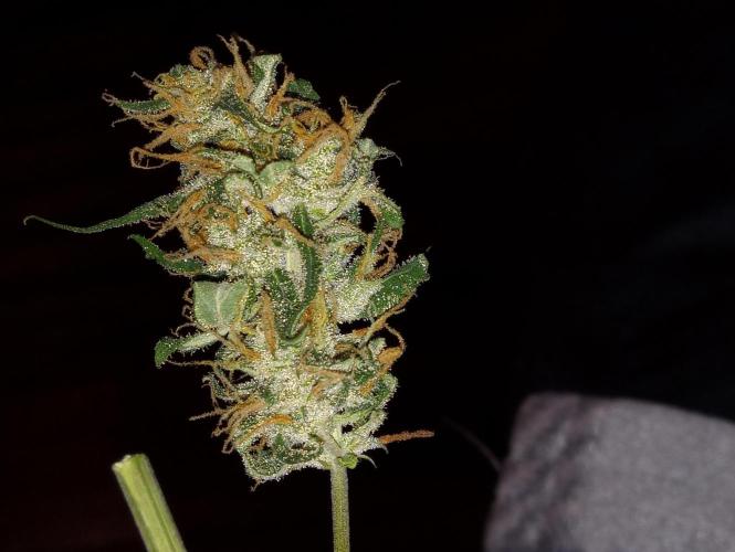 Z Auto by Fast Buds (Budget Grow!). Week 13