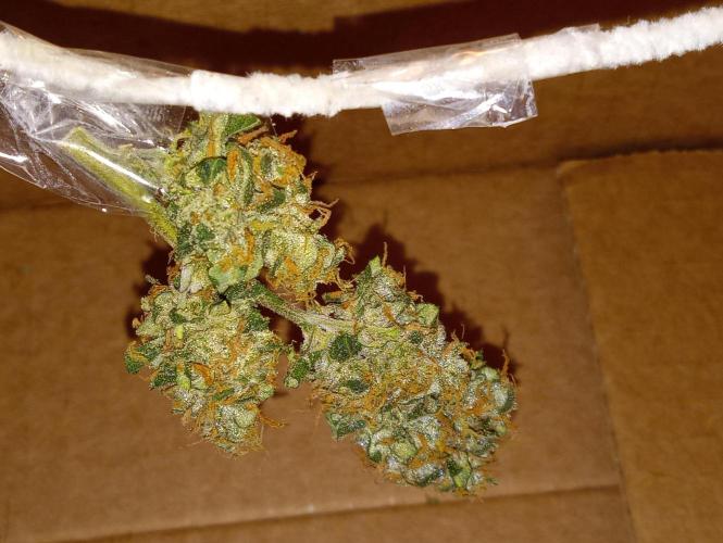 Z Auto by Fast Buds (Budget Grow!). Week 13