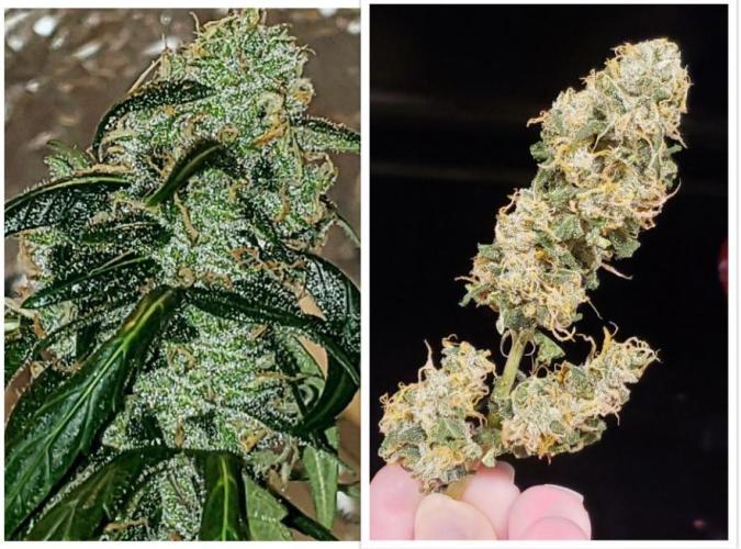 Z Auto by Fast Buds (Budget Grow!). Week 13 - The shrinkage is real!  