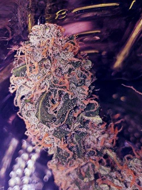 Z Auto by Fast Buds (Budget Grow!). Week 13