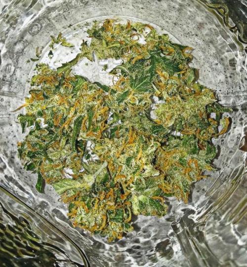 Z Auto by Fast Buds (Budget Grow!). Week 13