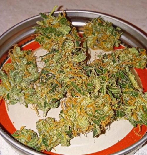 Z Auto by Fast Buds (Budget Grow!). Week 13