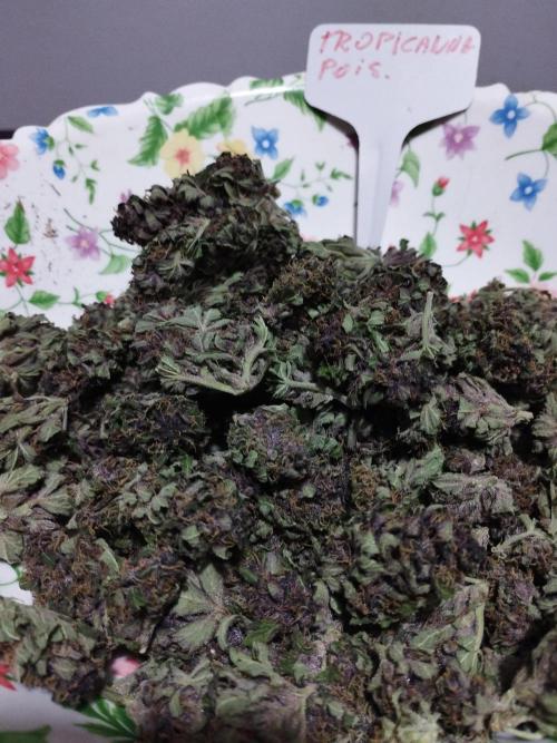 altro out 2025. Week 15