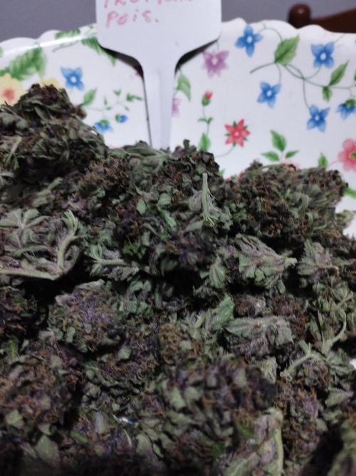 altro out 2025. Week 15