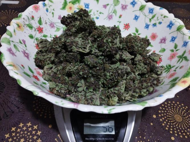 altro out 2025. Week 15