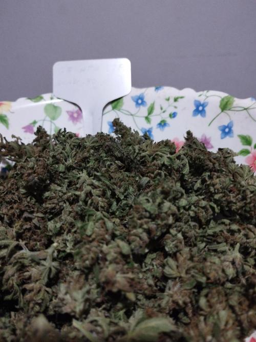 altro out 2025. Week 15