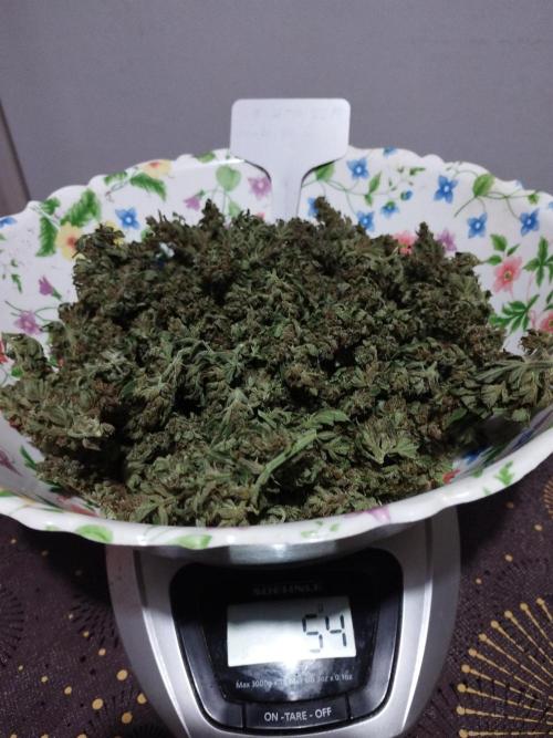 altro out 2025. Week 15