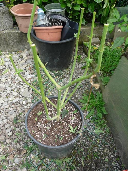 Gorilla Melon outdor. Week 16