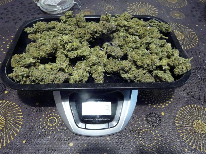 Gorilla Melon outdor. Week 16