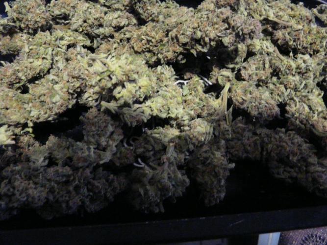 Gorilla Melon outdor. Week 16