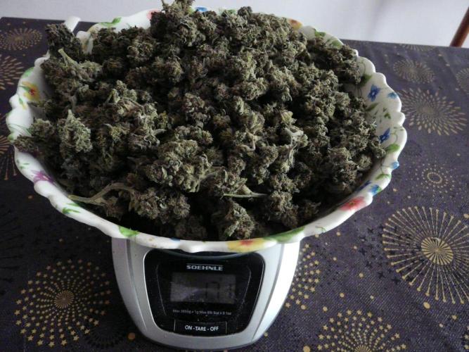 Gorilla Melon outdor. Week 16