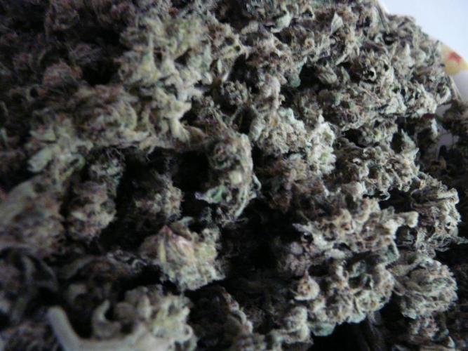 Gorilla Melon outdor. Week 16