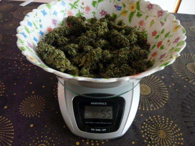 Gorilla Melon outdor. Week 16