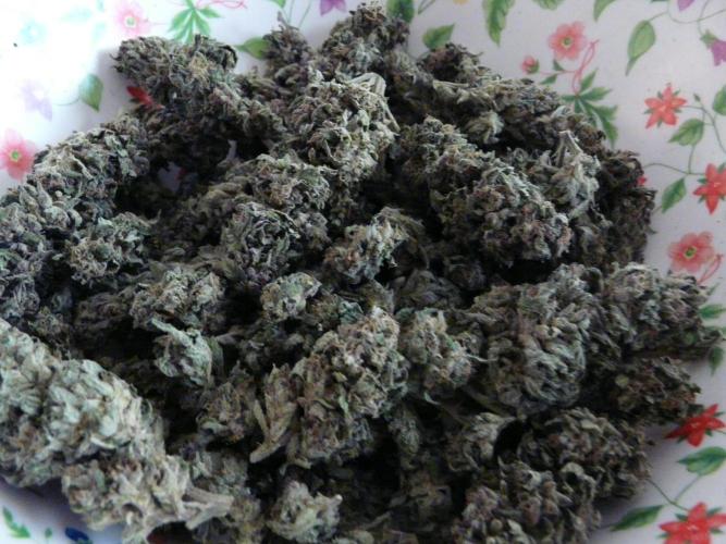 Gorilla Melon outdor. Week 16