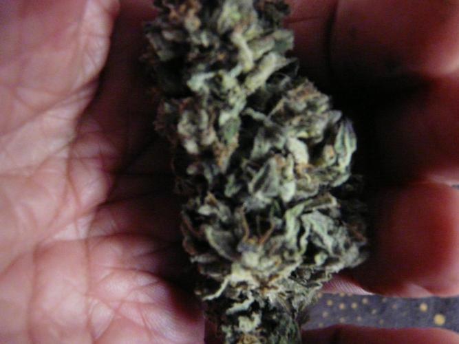 Gorilla Melon outdor. Week 16