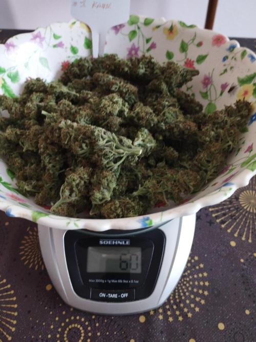 Kannabia Out 2025. Week 17