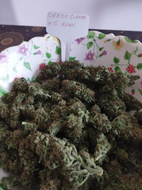 Kannabia Out 2025. Week 17