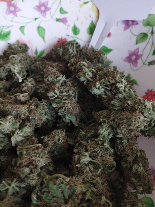 Kannabia Out 2025. Week 17