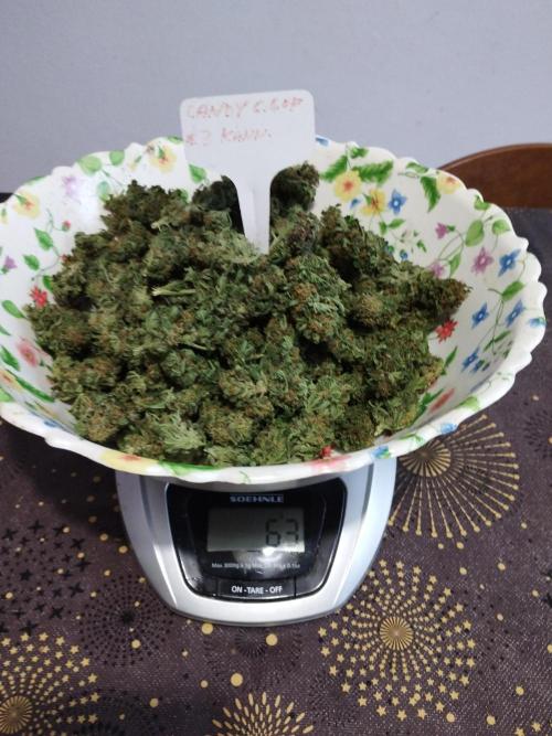 Kannabia Out 2025. Week 17