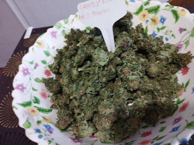 Kannabia Out 2025. Week 17