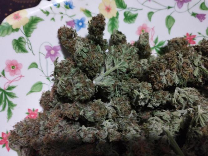 Kannabia Out 2025. Week 17