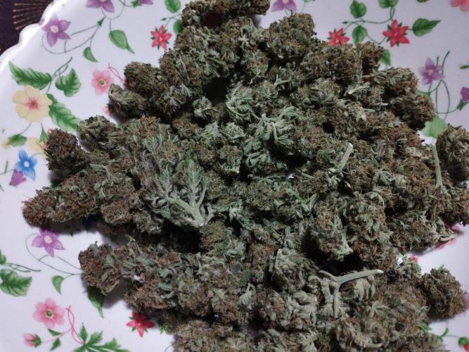 Kannabia Out 2025. Week 17