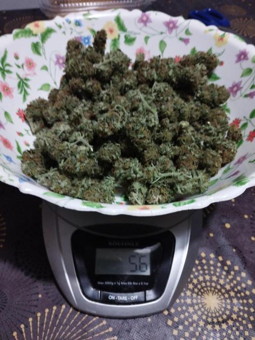 Kannabia Out 2025. Week 17