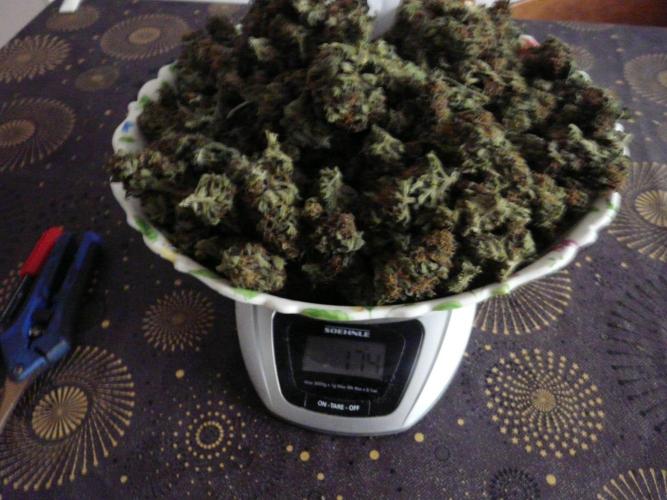 Kannabia Out 2025. Week 18