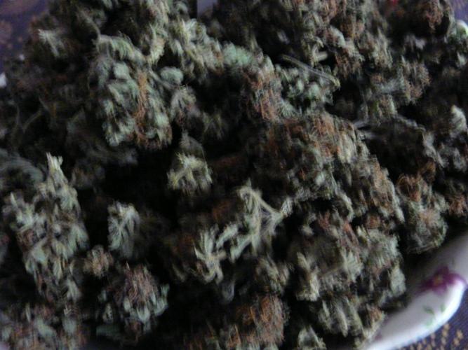 Kannabia Out 2025. Week 18